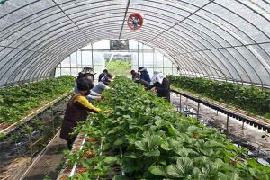 xuất khẩu lao động Hàn Quốc thời vụ